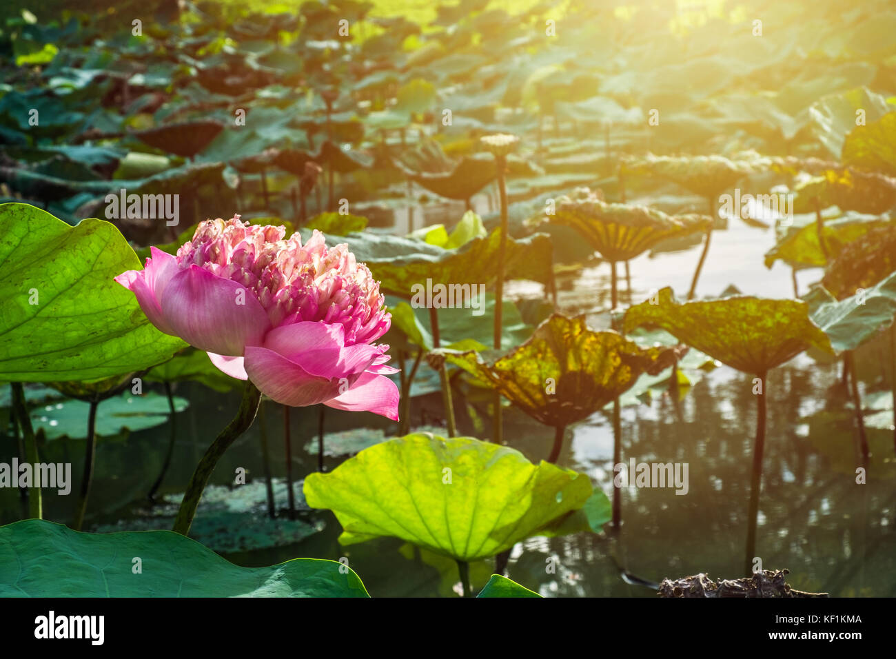 Pink lotus(roseum plenum) fiorire nella palude al sole del mattino. Foto Stock