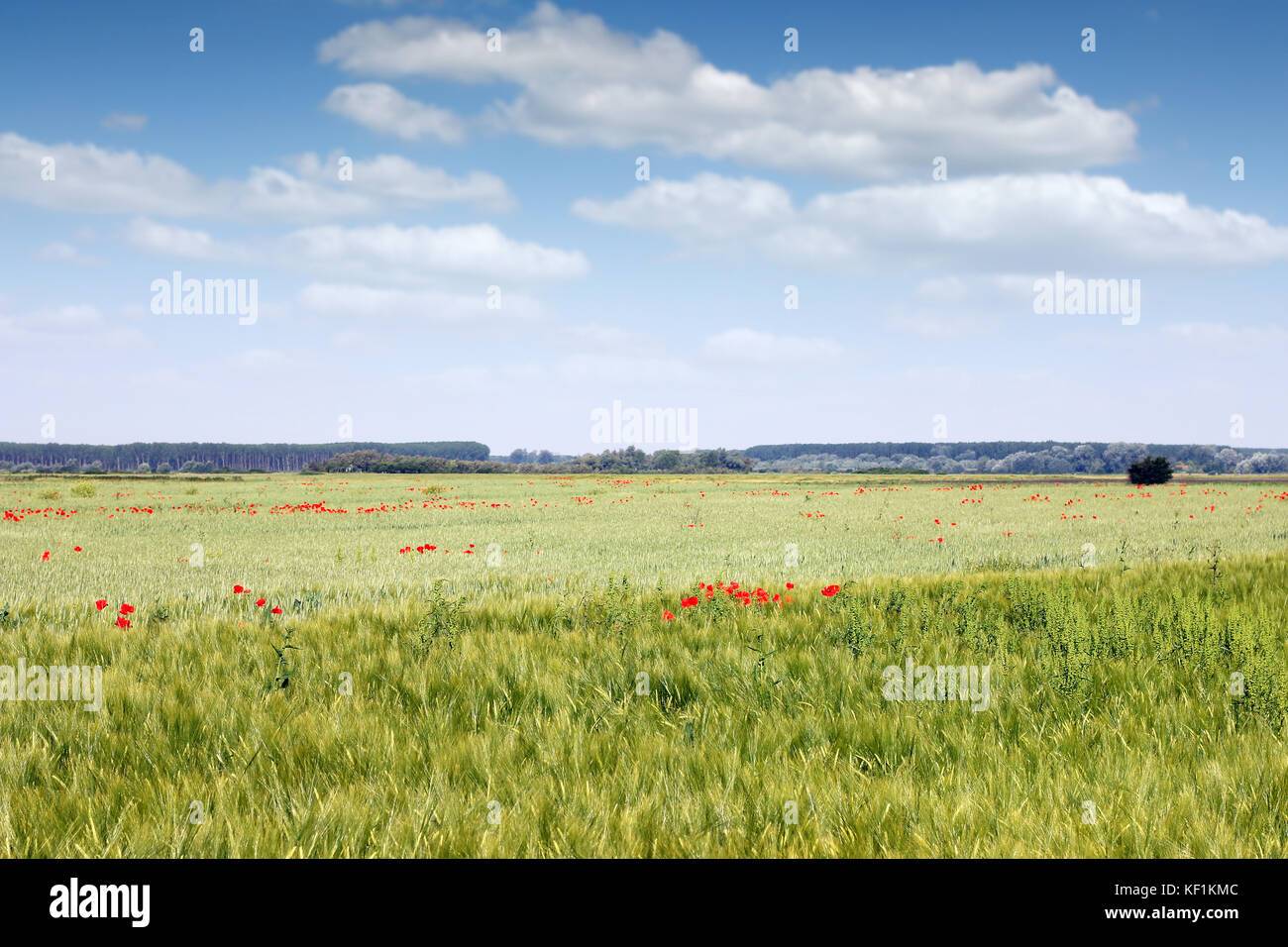 Il verde di orzo e frumento tenero paesaggio del campo Foto Stock