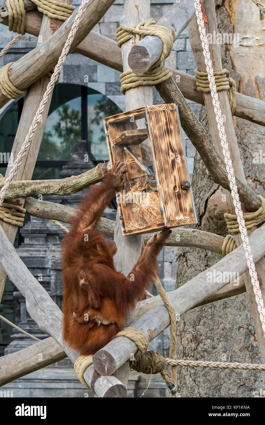 Orangutan di Sumatran / orang-utan (Pongo abelii) femmina con bambino che mangia noci dal dispositivo di alimentazione in zoo / giardino zoologico Foto Stock