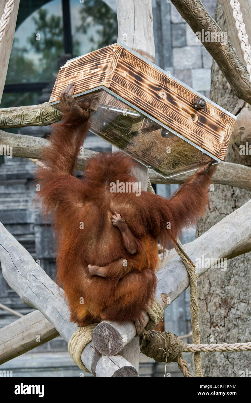 Orangutan di Sumatran / orang-utan (Pongo abelii) femmina con bambino che mangia noci dal dispositivo di alimentazione in zoo / giardino zoologico Foto Stock