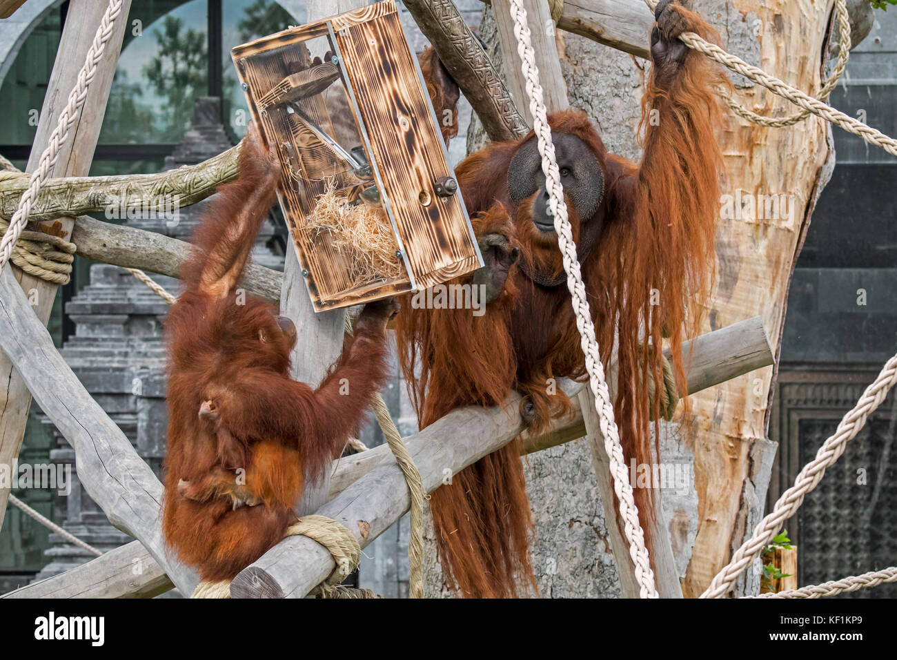Orangutan di Sumatran / orang-utan (Pongo abelii) maschio e femmina con il bambino che mangia noci dal dispositivo di alimentazione in zoo / giardino zoologico Foto Stock