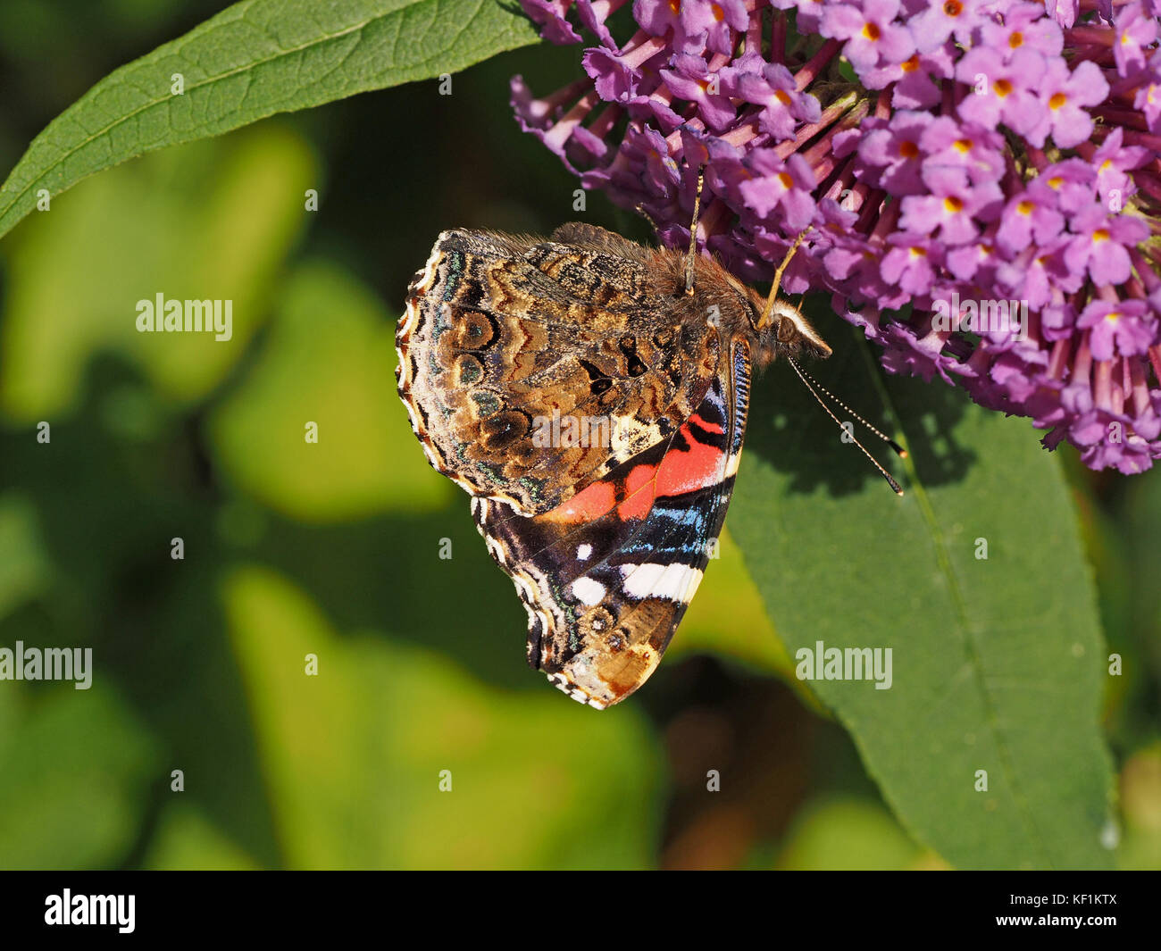 Bellezza dettagliata della parte inferiore del parafango di Red Admiral butterfly (Vanessa Atalanta) precedentemente red ammirevole, alimentando su Buddleia fiori Foto Stock