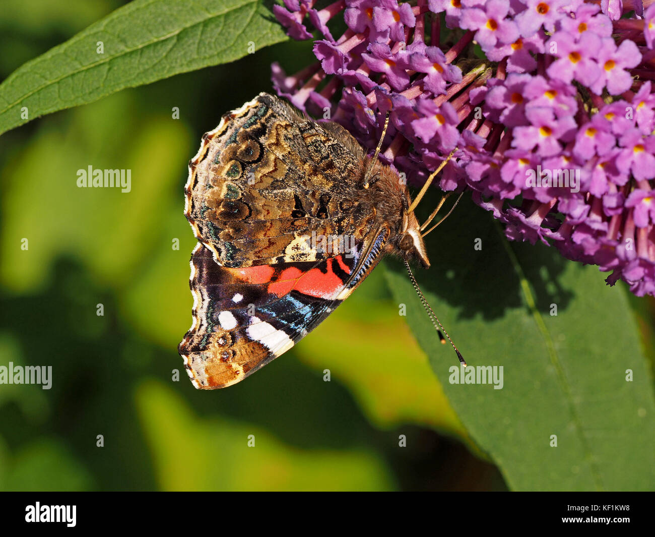 Bellezza dettagliata della parte inferiore del parafango di Red Admiral butterfly (Vanessa Atalanta) precedentemente red ammirevole, alimentando su Buddleia fiori Foto Stock
