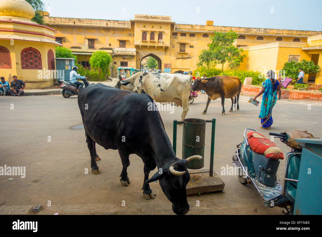 Jaipur, India - 19 settembre 2017: Mucca cammina indifferente, in mezzo al traffico di automobili e moto della città Foto Stock