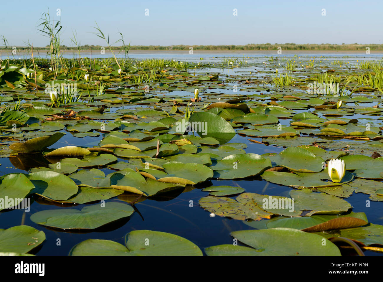 Il Delta del Danubio nella contea di Tulcea, Romania Foto Stock
