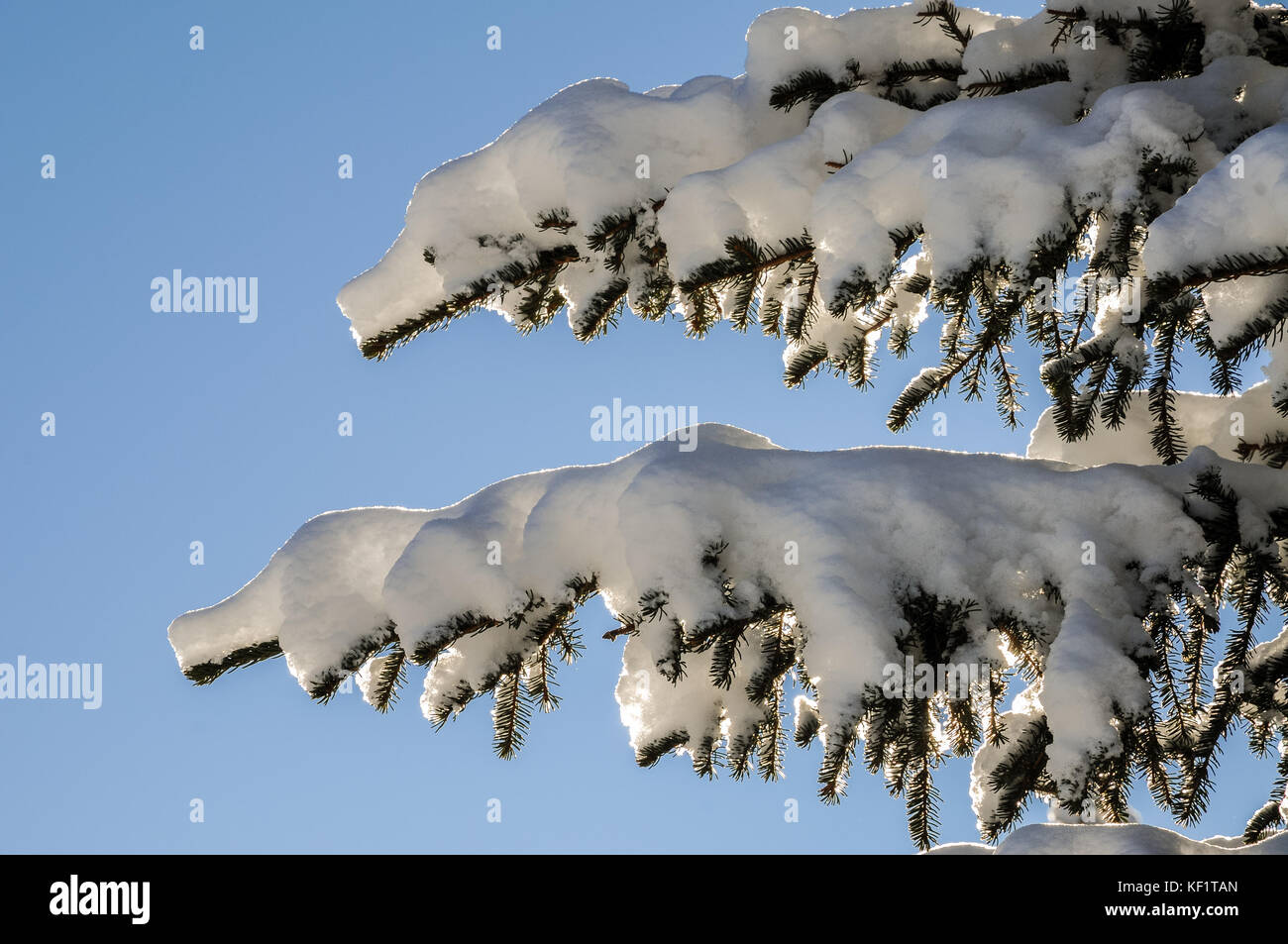 Due rami coperti di neve in una giornata di sole Foto Stock