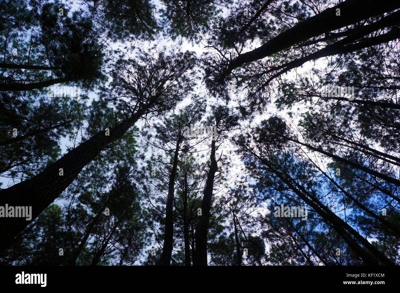 Ricerca albero pini dalla vista persone Foto Stock