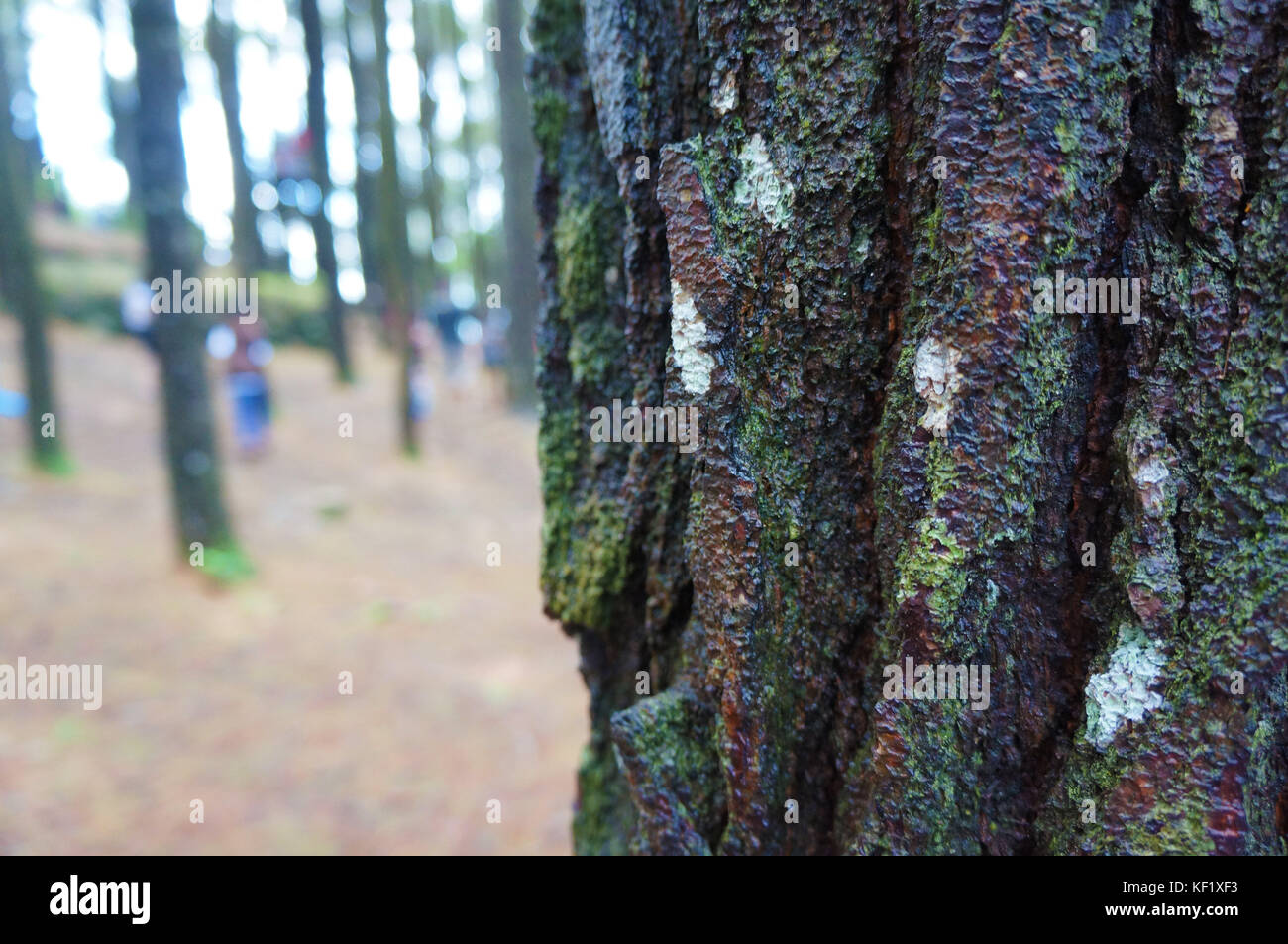 corteccia naturale dell'albero del pino sfondo astratto Foto Stock
