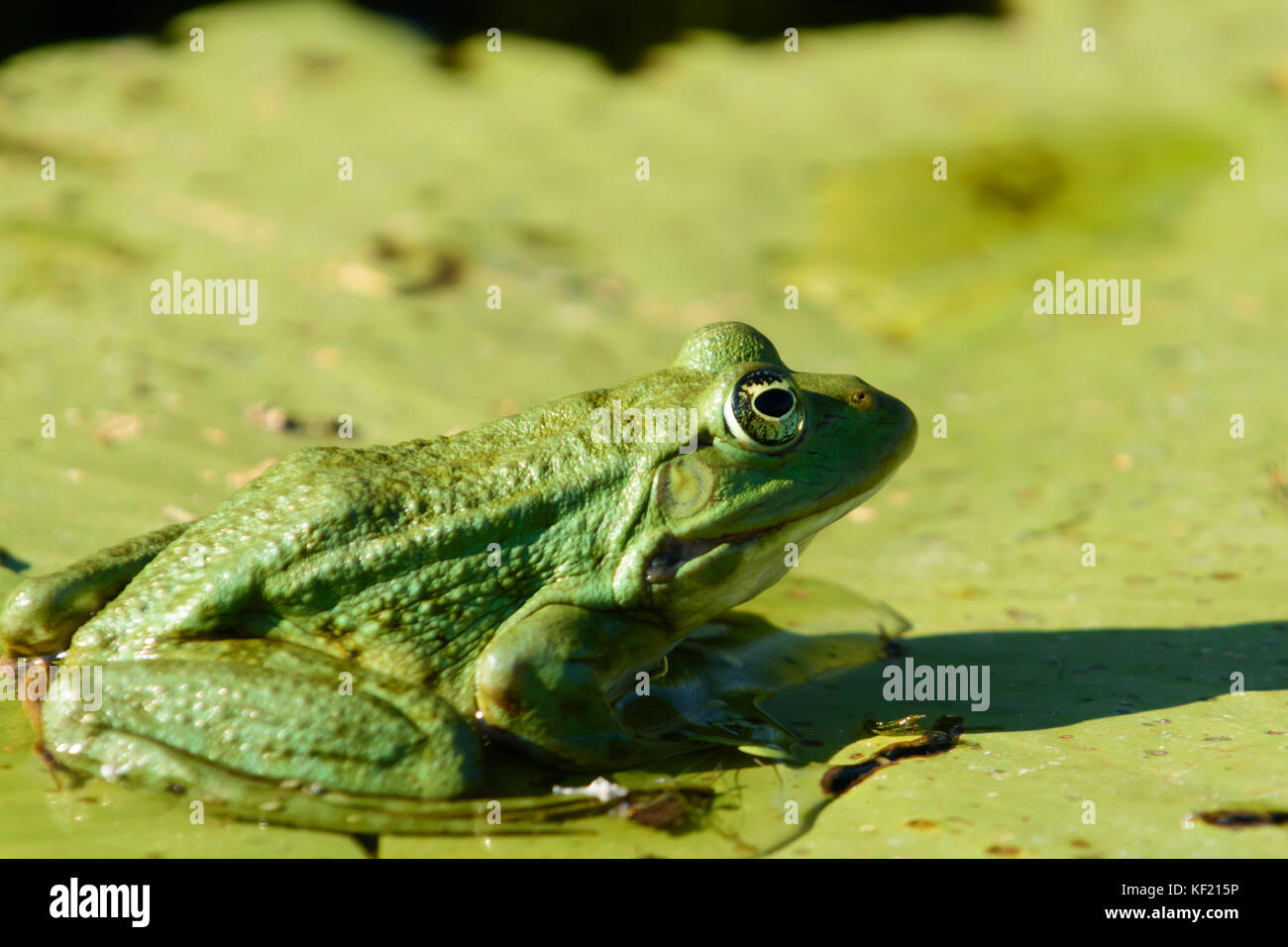 Il Delta del Danubio in Romania:: Piscina (Rana Rana lessonae) Foto Stock