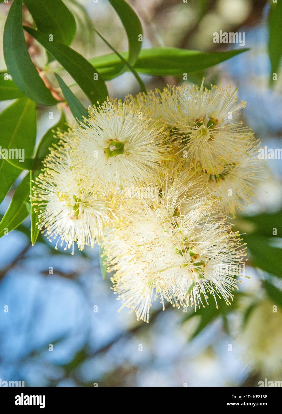 Melaleuca linariifolia, un nativo australiano conosciuto come snow-in-estate, stretto-lasciava paperbark, lino-lasciava paperbark Foto Stock
