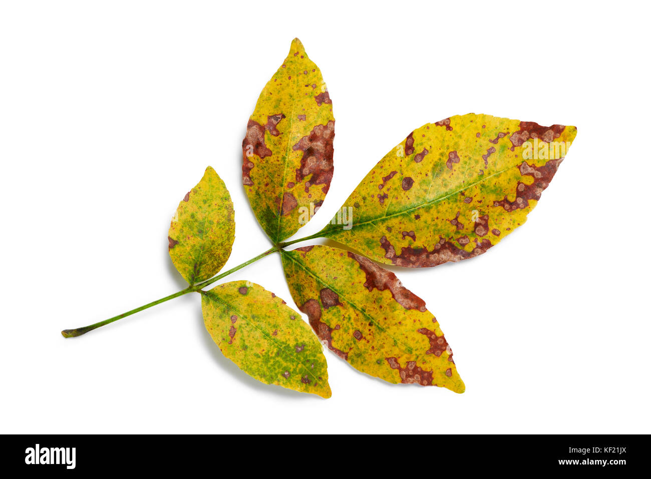 I colori autunnali di foglie di cenere closeup su sfondo bianco Foto Stock