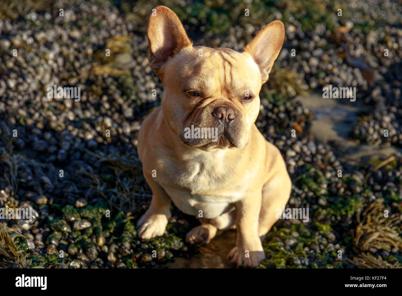 Tan bulldog francese ritratto maschile Foto Stock