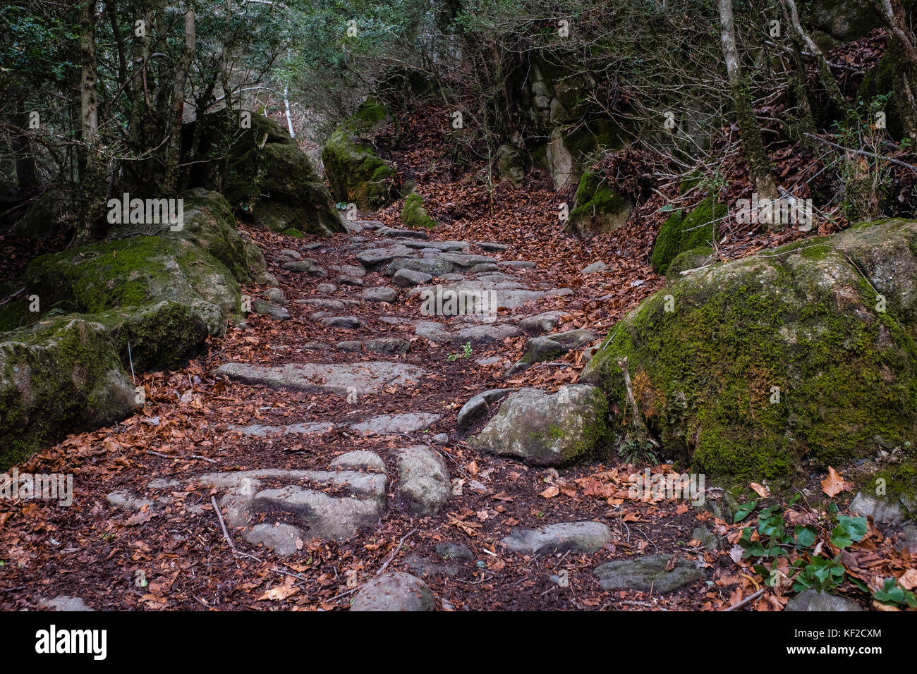 Un sentiero forestale durante il periodo invernale in puigcerda, la Catalogna. Foto Stock
