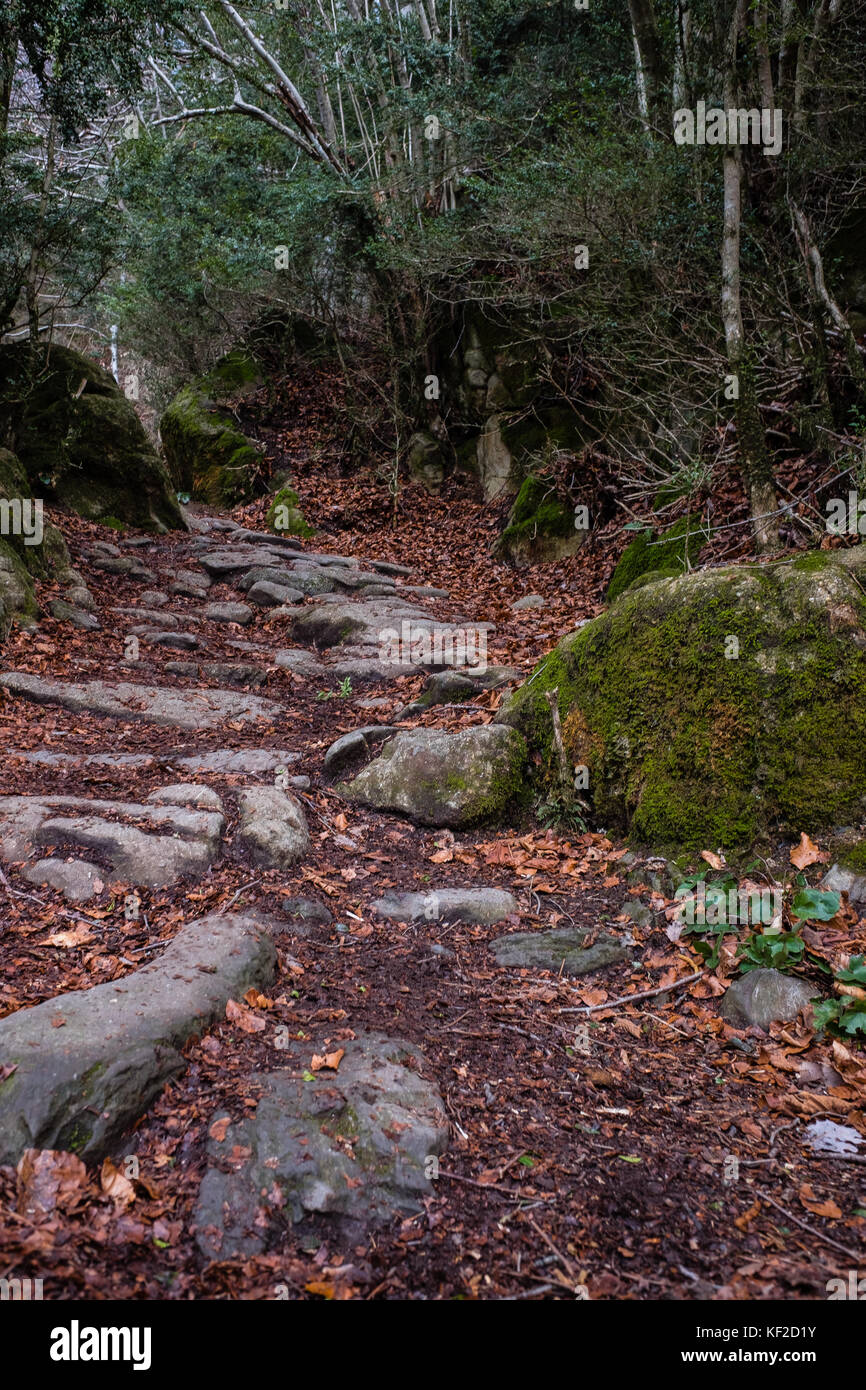Un sentiero forestale durante il periodo invernale in puigcerda, la Catalogna. Foto Stock