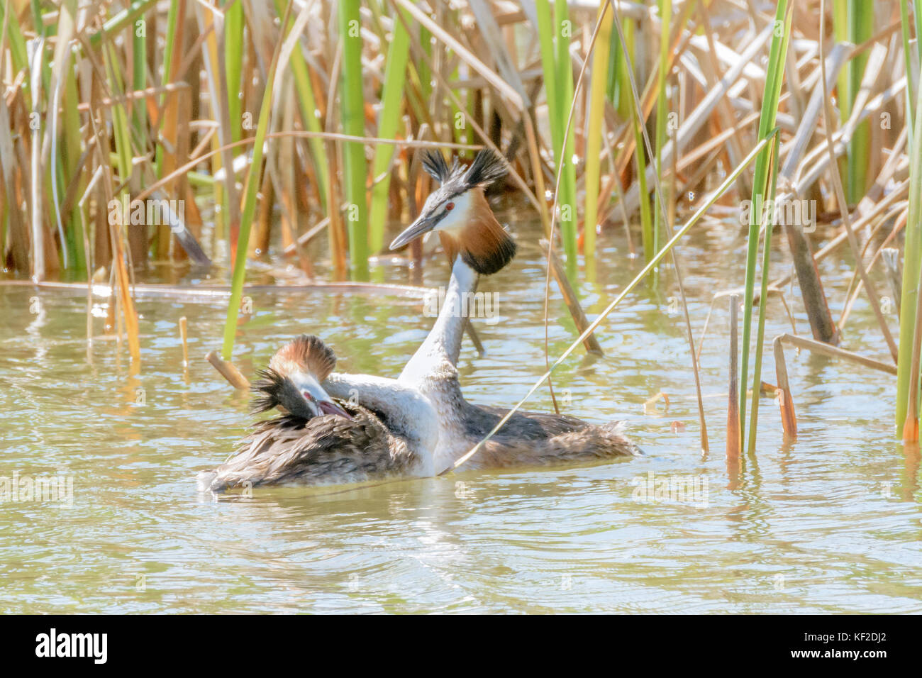 Due grandi grebe creste che ballano durante la stagione degli accoppiamenti nel loro piumaggio invernale. Foto Stock