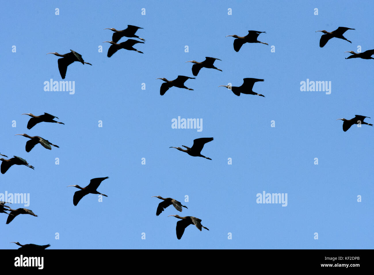 Glosy ibises (Plegadis falcinellus) vola nel cielo sopra Delta del Llobregat. Foto Stock