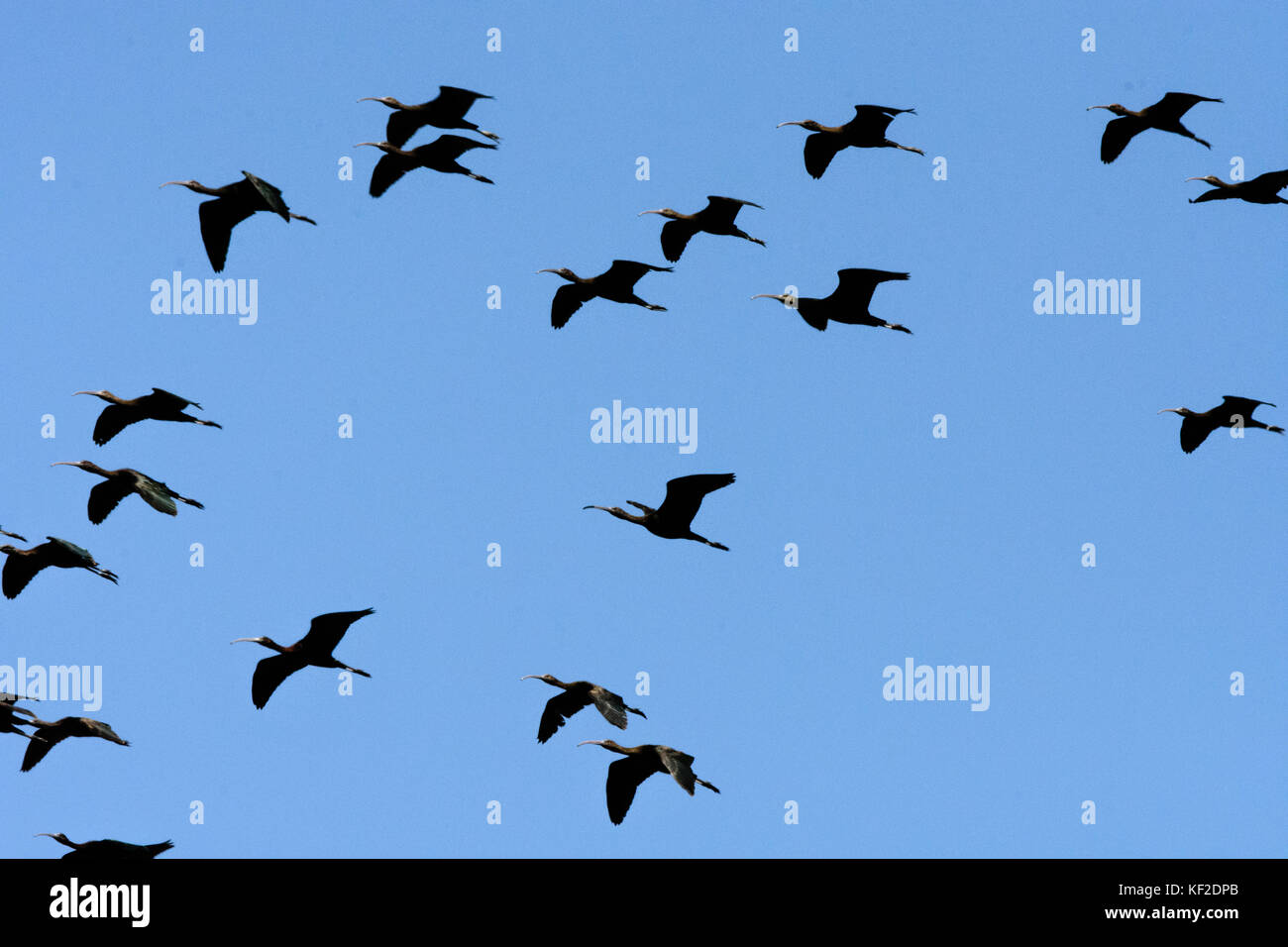 Ibis glosy (Plegadis falcinellus) volare nel cielo sopra delta del Llobregat. Foto Stock