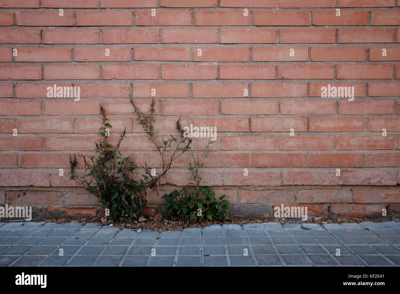 Le erbacce che crescono del marciapiede contro un muro di mattoni. Foto Stock