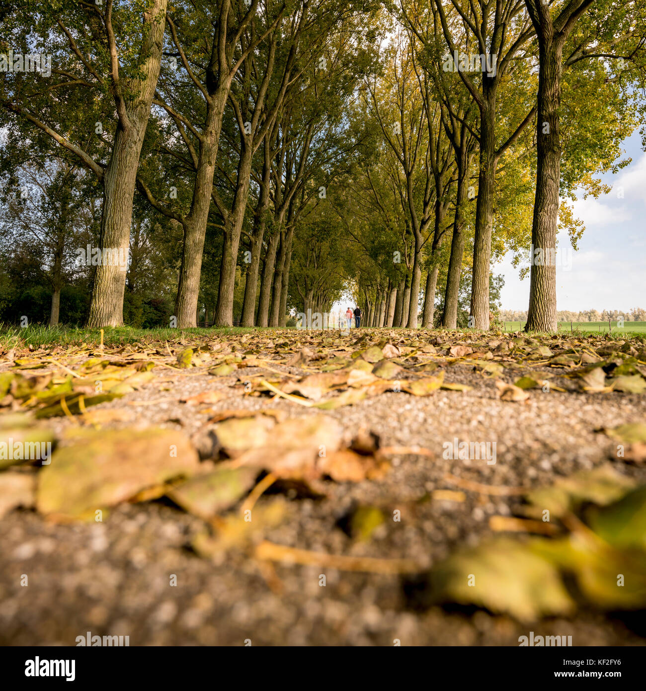 La gente che camminava sul percorso ciclabile alberato come cadono le foglie e coprire la via Foto Stock