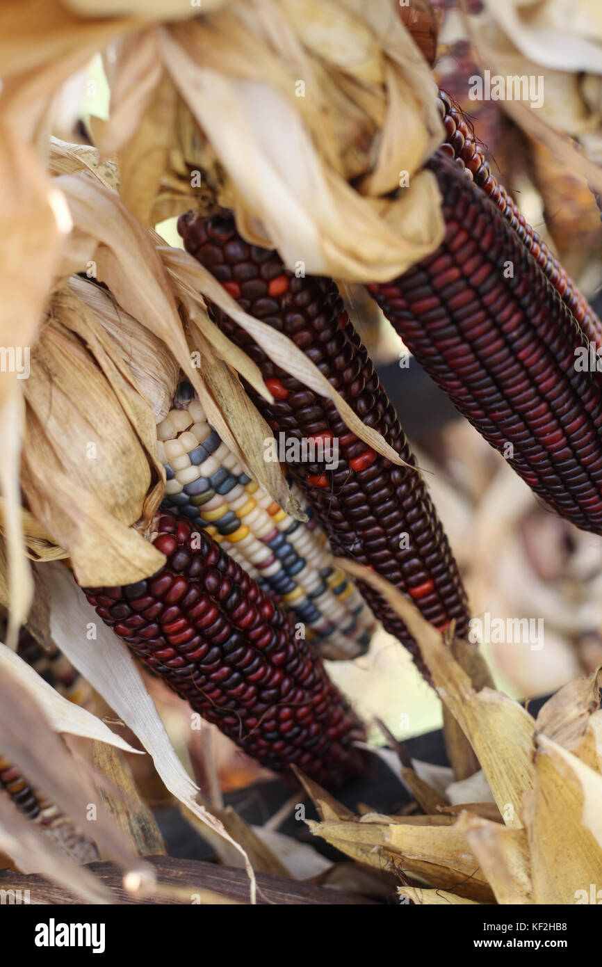 Il raccolto di granturco al contadino locale di mercato. Foto Stock