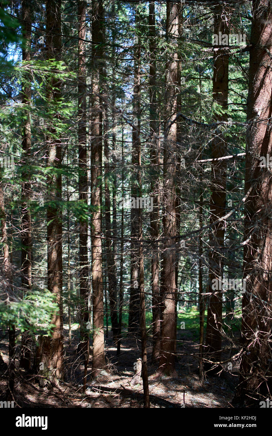 Statiunea Muntele Băișorii (Mountain Resort Băişorii) - Abete rosso (Picea abies), foresta guardando attraverso i tronchi degli alberi Foto Stock