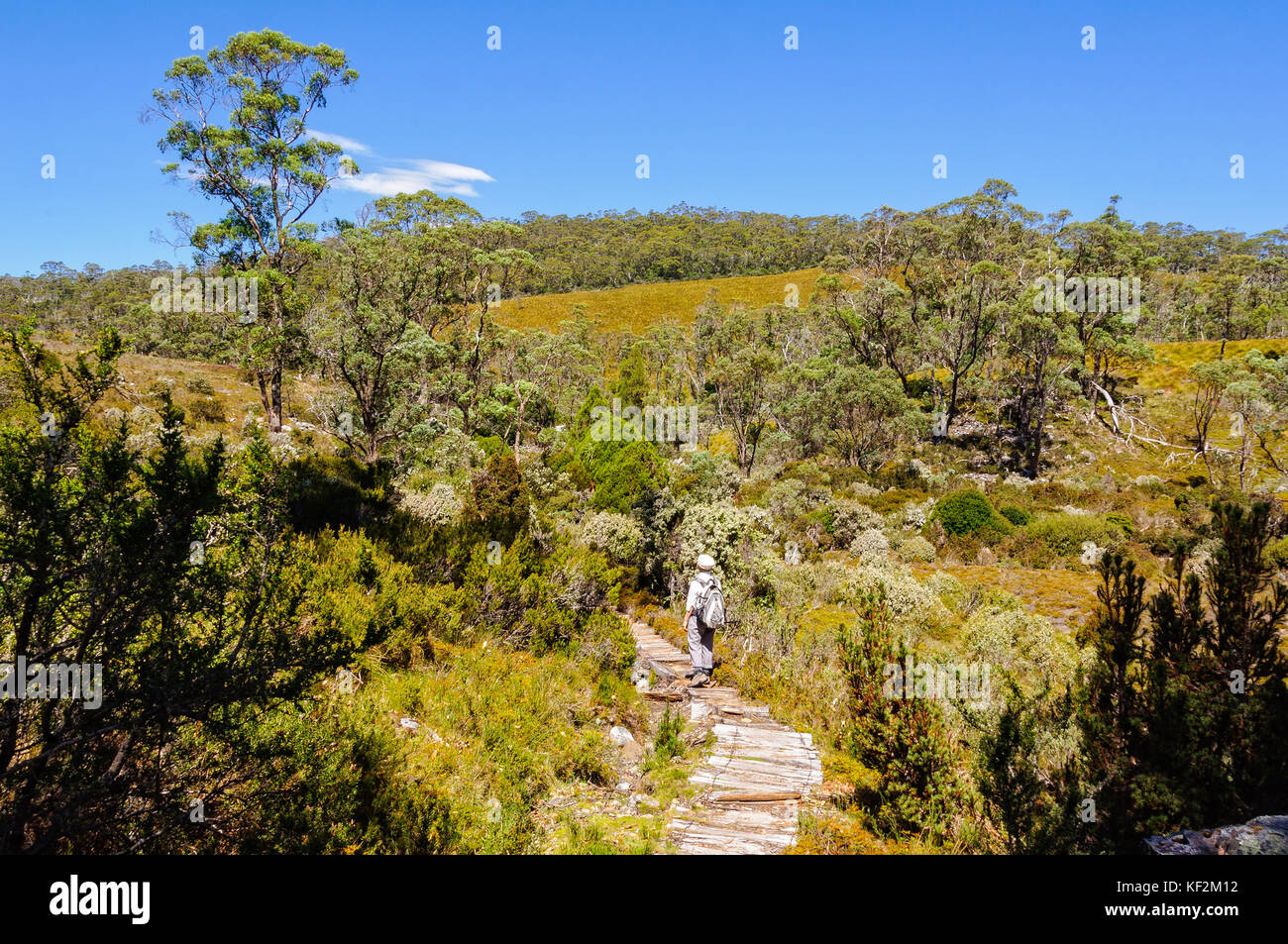 Colomba canyon e bosco incantato a piedi è una Scenic bushwalk nel cradle mountain lake st clair national park - Tasmania, Australia Foto Stock