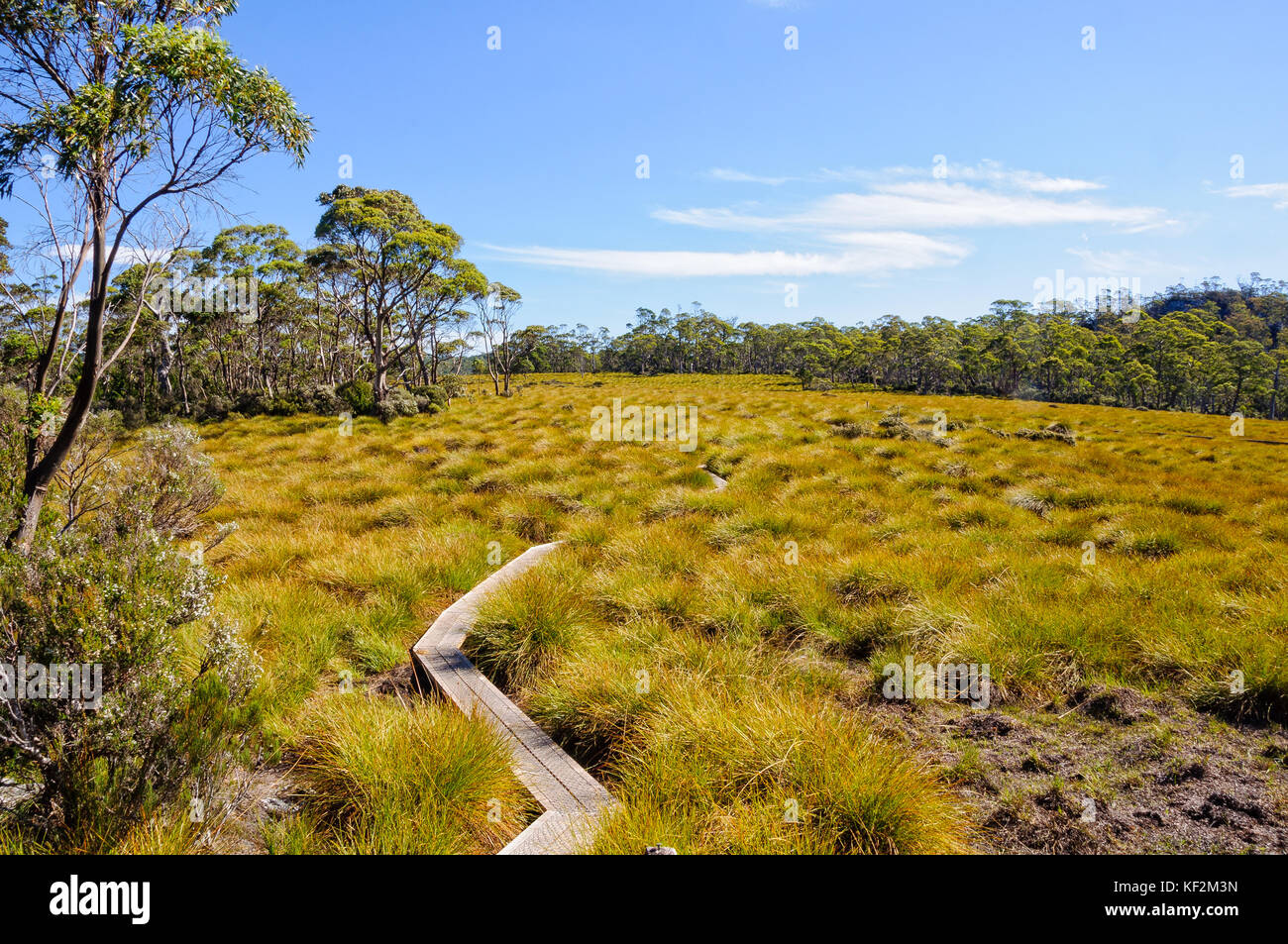 Pino a matita per ronny creek boardwalk nel cradle mountain-lake st clair national park - Tasmania, Australia Foto Stock