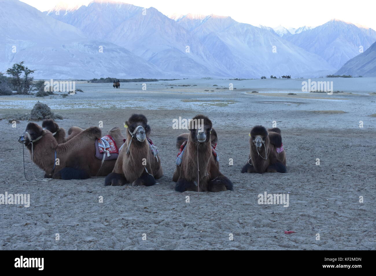 Fare doppio humped (bactrian) cammelli di leh in attesa per i turisti Foto Stock