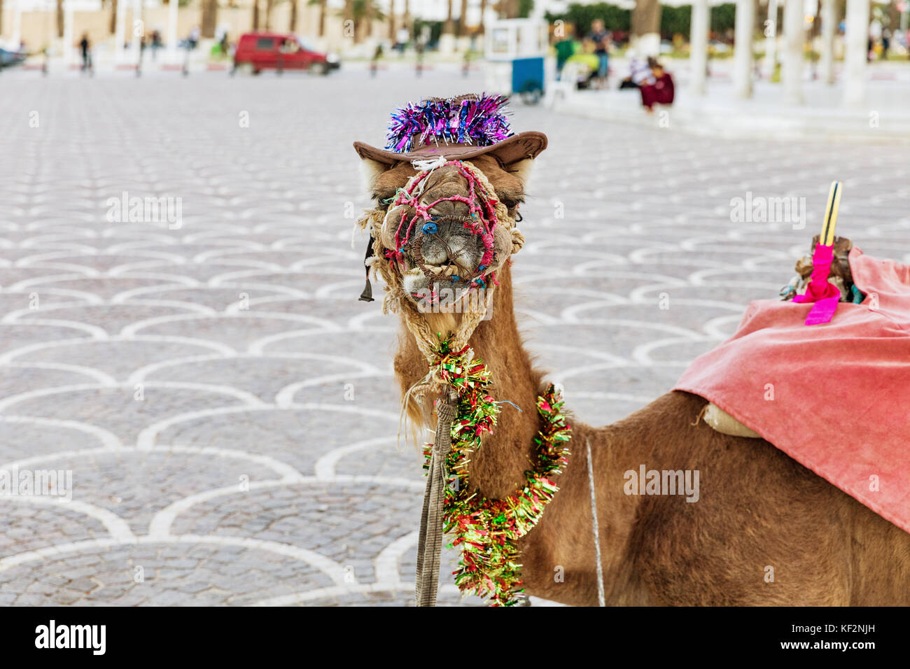 Cammello con ornamenti sulla sua testa sulla piazza di Habib Bourguiba con ombrosi arabo pavilion e fortezza medievale Ribat di Monastir. La Tunisia Foto Stock