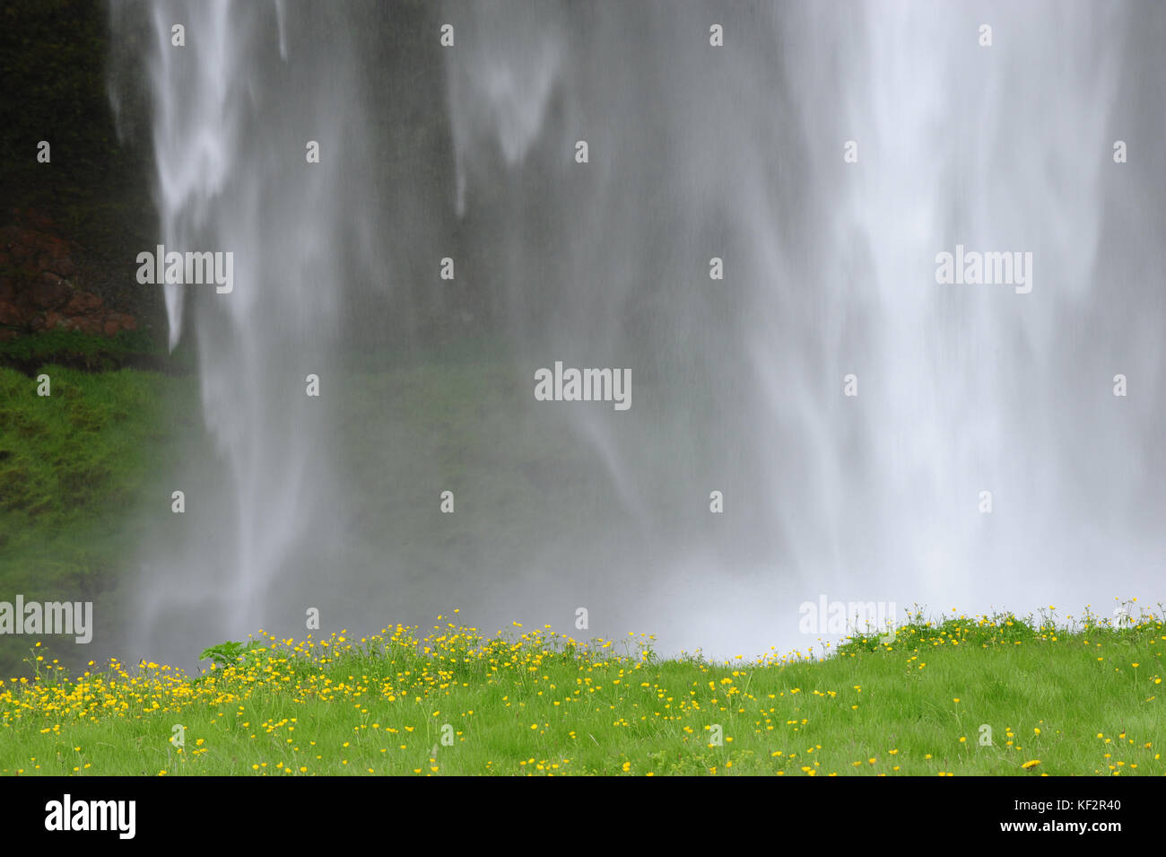 In prossimità della cascata e acqua che cade con fiori di colore giallo in campo verde paesaggio, seljalandsfoss, sud Islanda Foto Stock