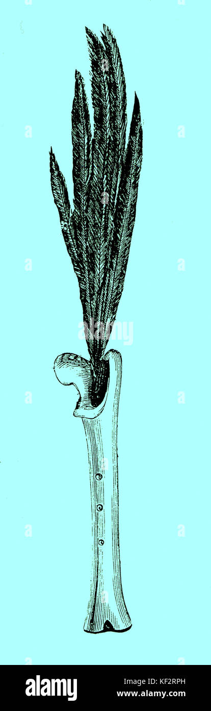 American-Indian flauto osseo della tibia. Sud America la storia delle origini Foto Stock