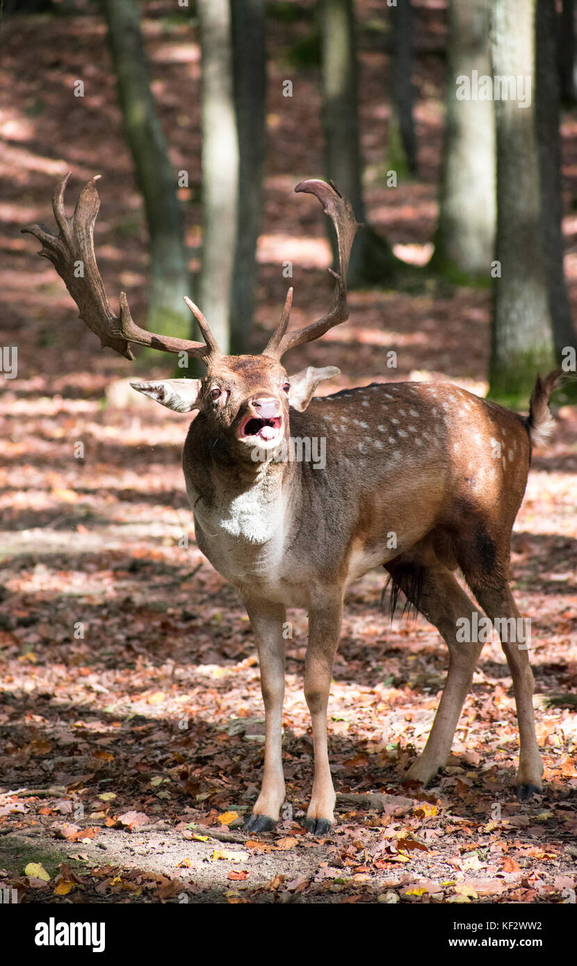 Il cervo maschio del Forest Park di obora holedna Brno in Repubblica ceca con comportamento di aggressione Foto Stock