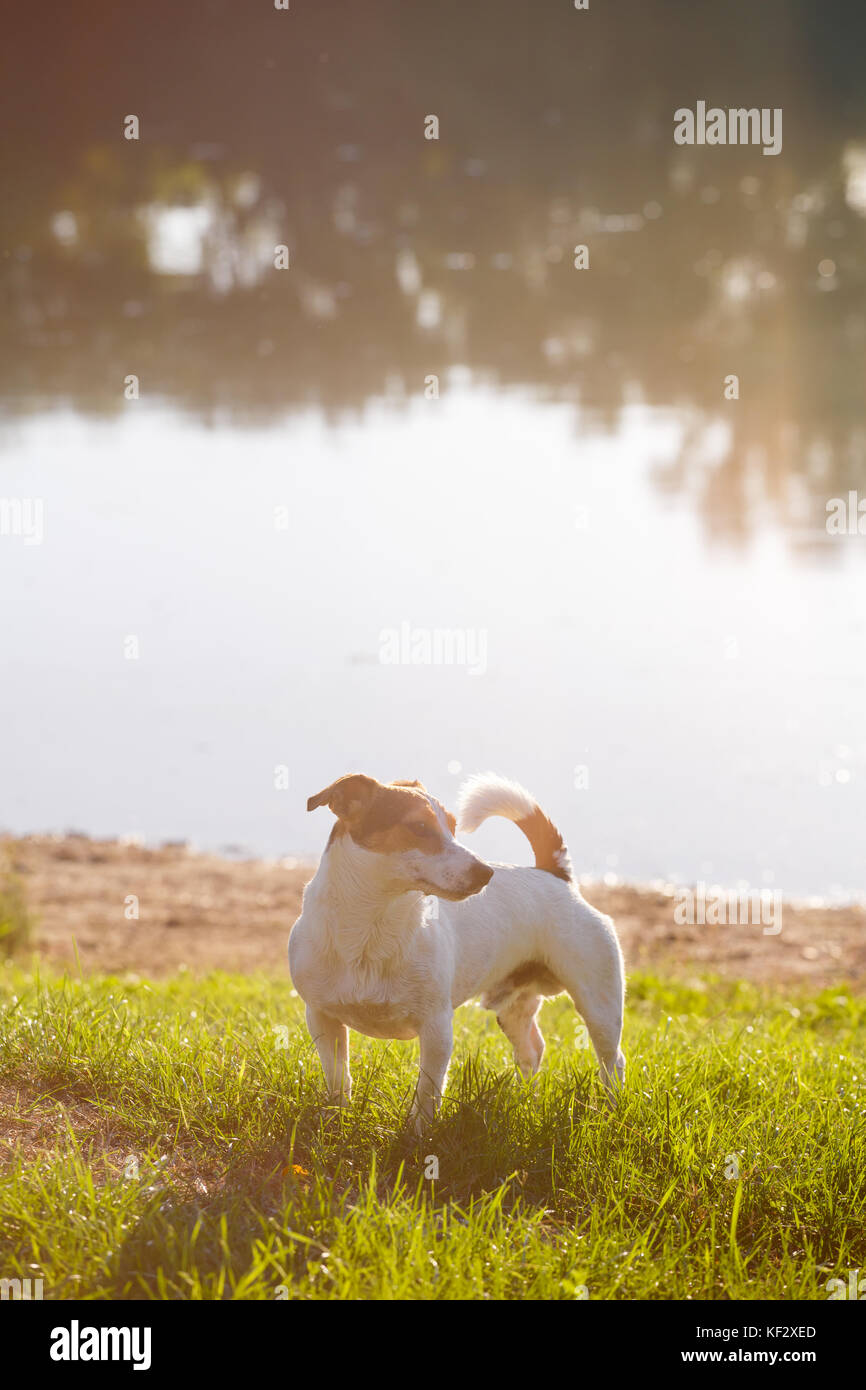 Calma cane godendo giornata soleggiata sul lago Foto Stock