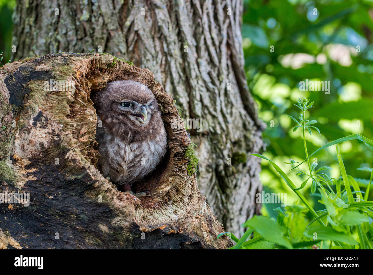 Il piccolo gufo, catturato in Shropshire, Regno Unito Regno Unito Foto Stock