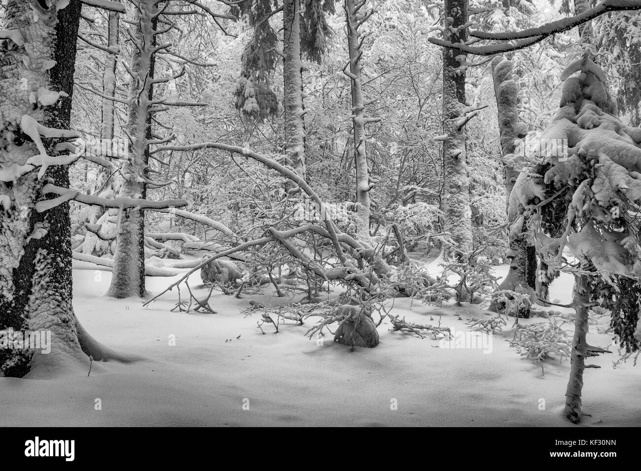 Appena coperta di neve alberi vicino al hohneck nei VOSGI, FRANCIA Foto Stock