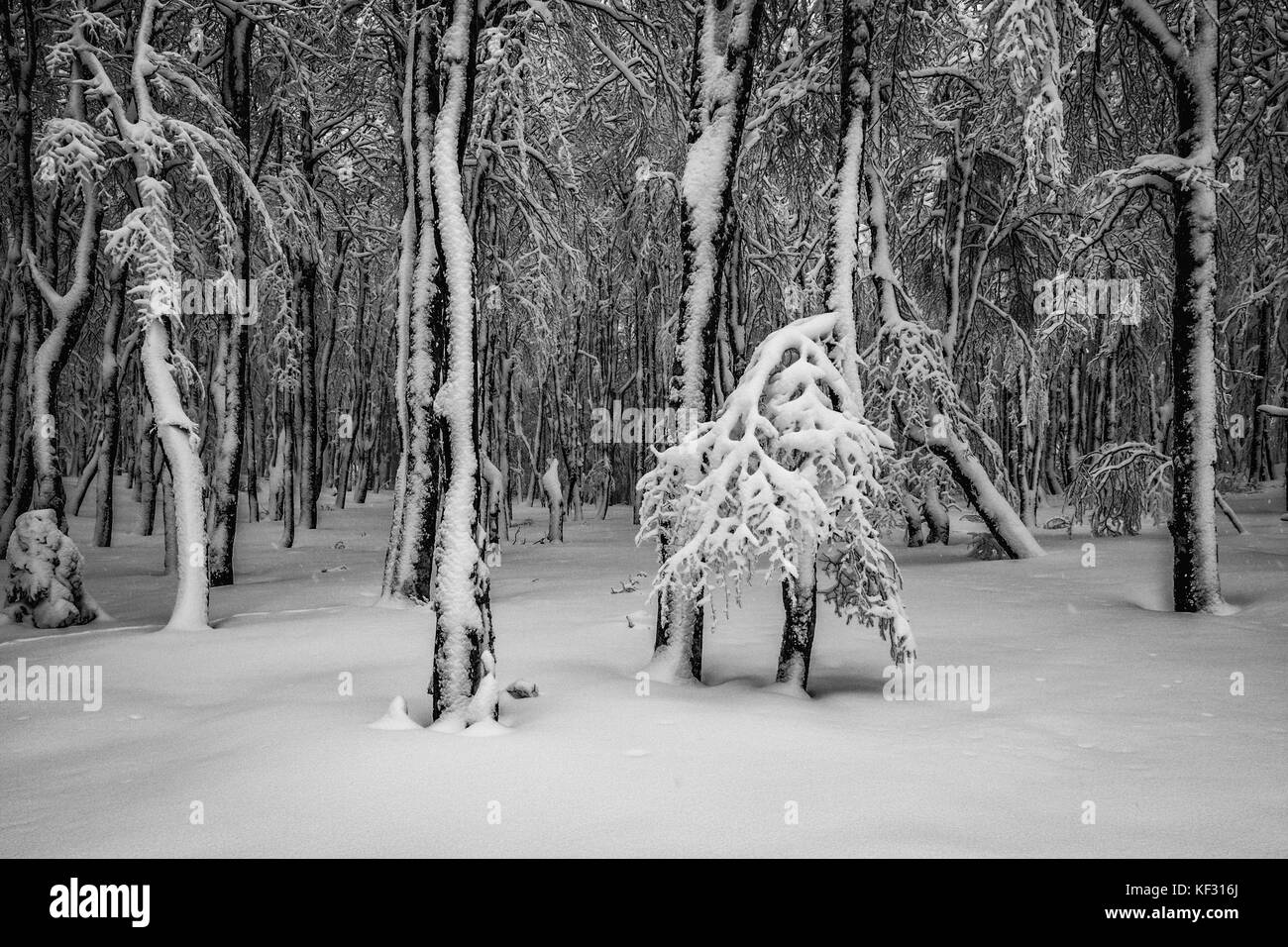 Appena coperta di neve alberi vicino al hohneck nei VOSGI, FRANCIA Foto Stock