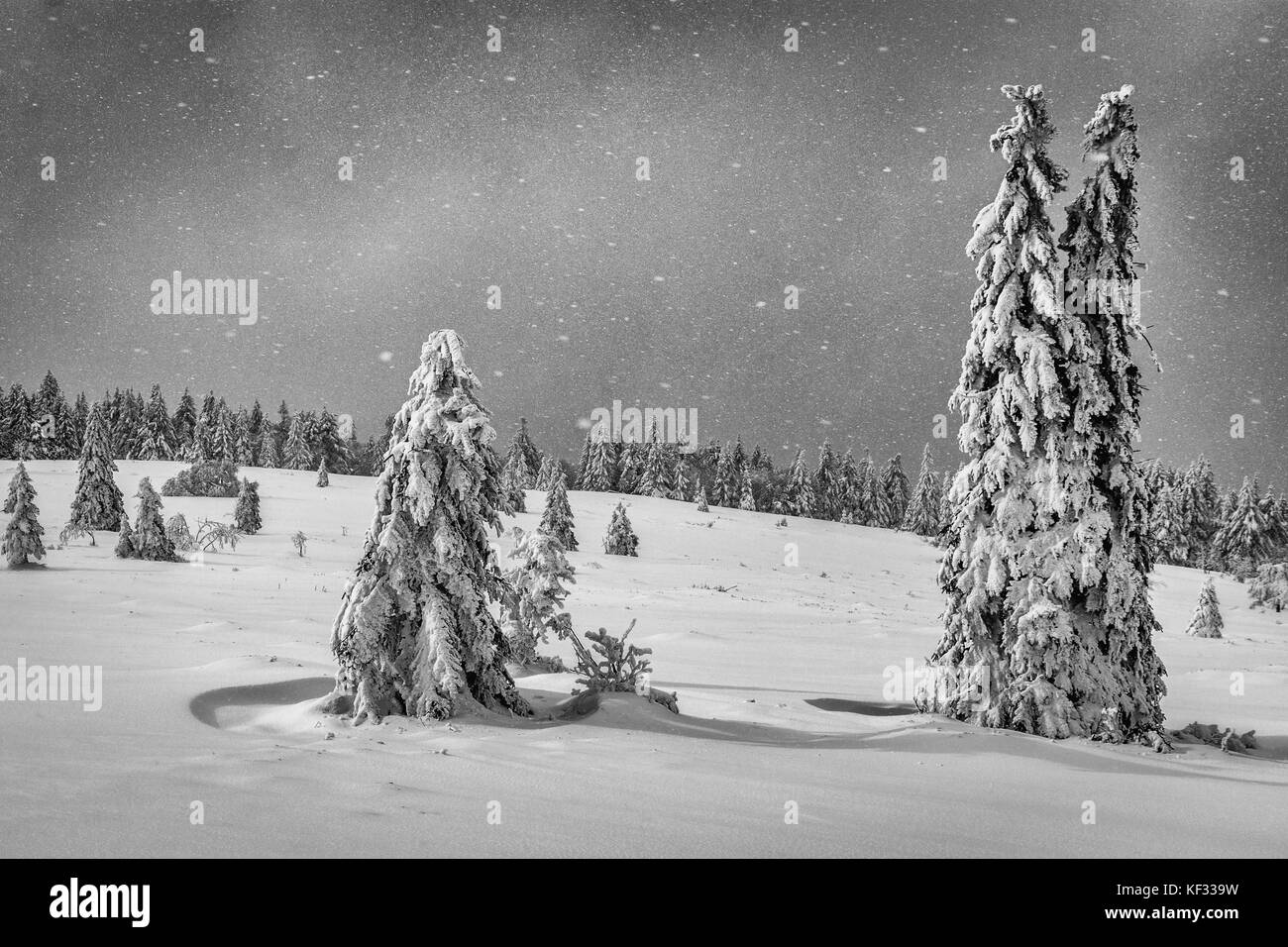 Due strade coperte di neve abeti sfidando la tempesta di neve sul hohneck nei Vosgi Foto Stock