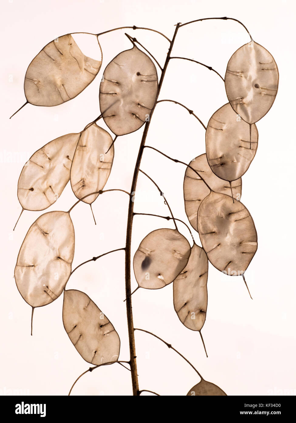 Onestà annuale Lunaria annua teste di seme Foto Stock