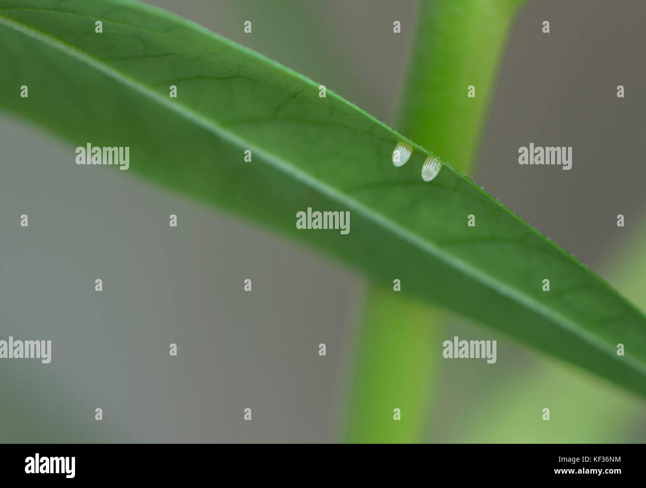 Due farfalla monarca uova fianco a fianco sul lato inferiore di un verde foglia milkweed Foto Stock