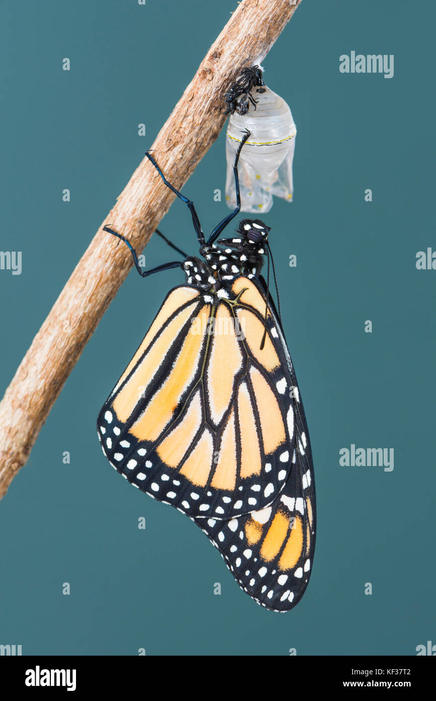 Farfalla monarca Danaus Plexippus pendente da una crisalide shell mentre asciugando le sue ali Foto Stock