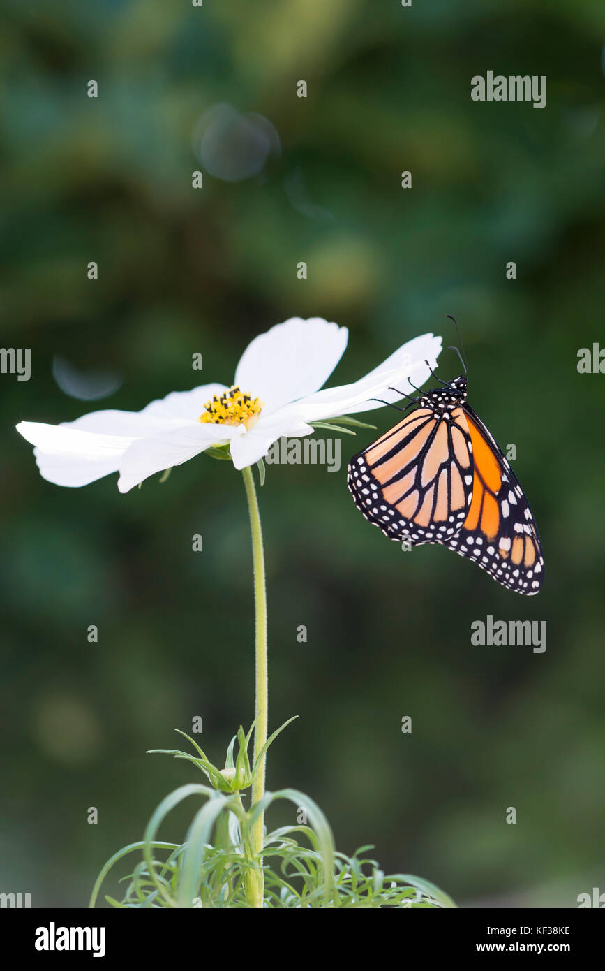 Farfalla monarca Danaus Plexippus appena emerse da appendere un cosmo bianco fiore Foto Stock