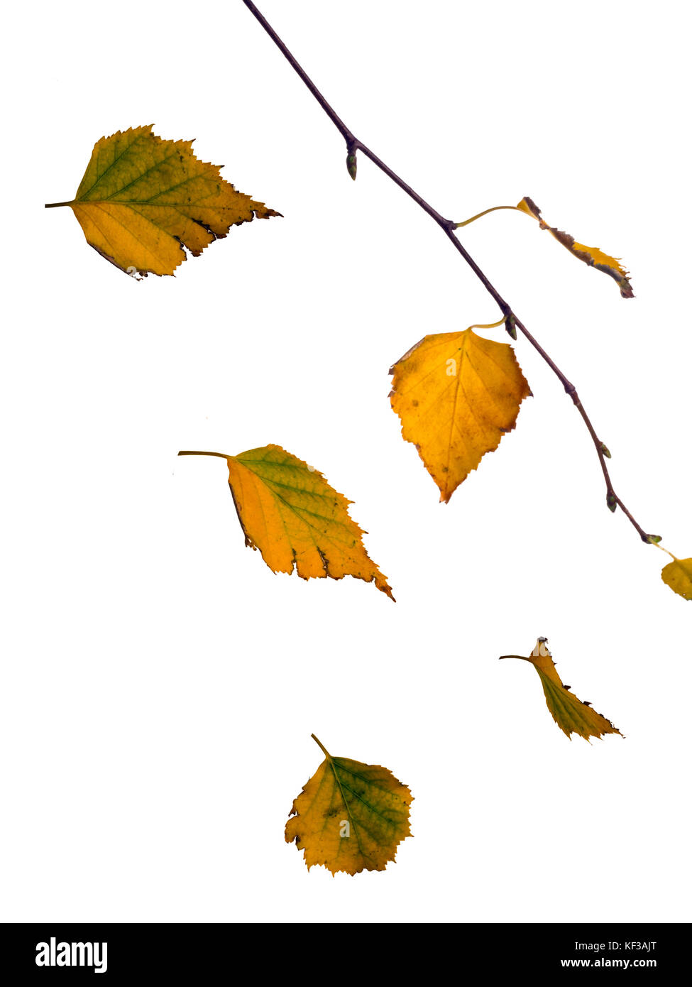 Studio montage di caduta di alberi di betulla Betula pendula foglie Foto Stock