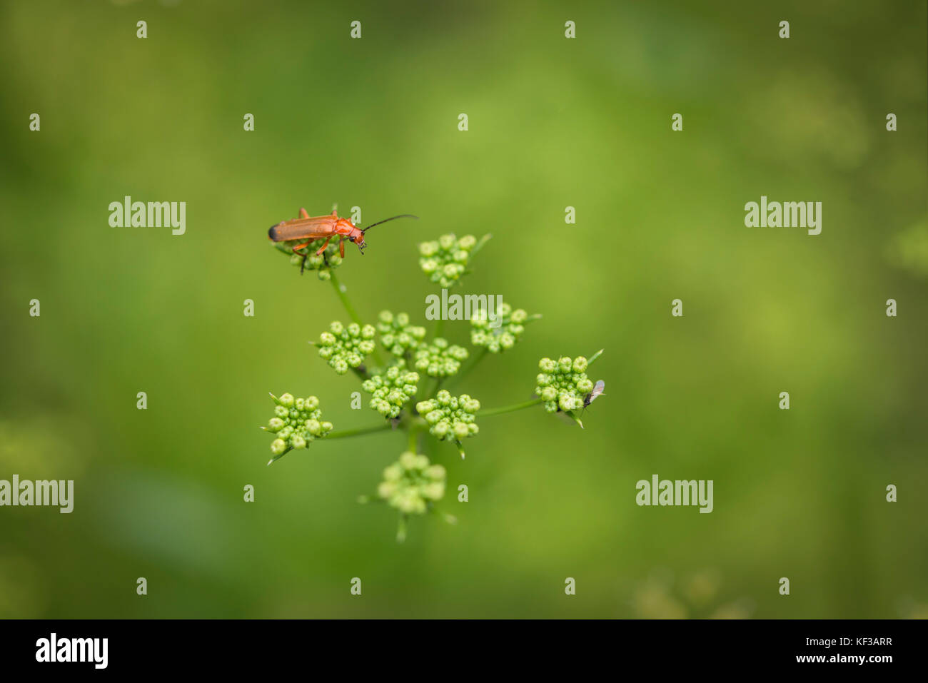 Soldato rosso beetle su un fiore di aneto caccia un piccolo fly Foto Stock