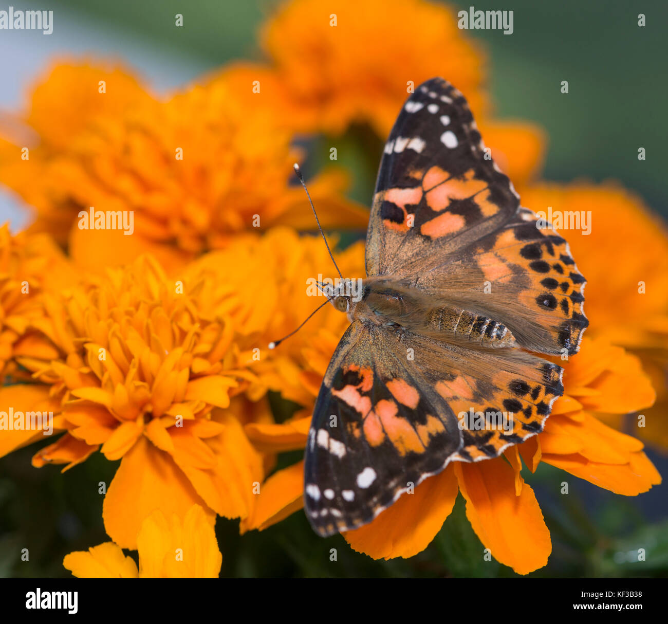 Dipinto di lady Vanessa Cardui butterfly alimentazione su un arancio tagete - vista superiore Foto Stock