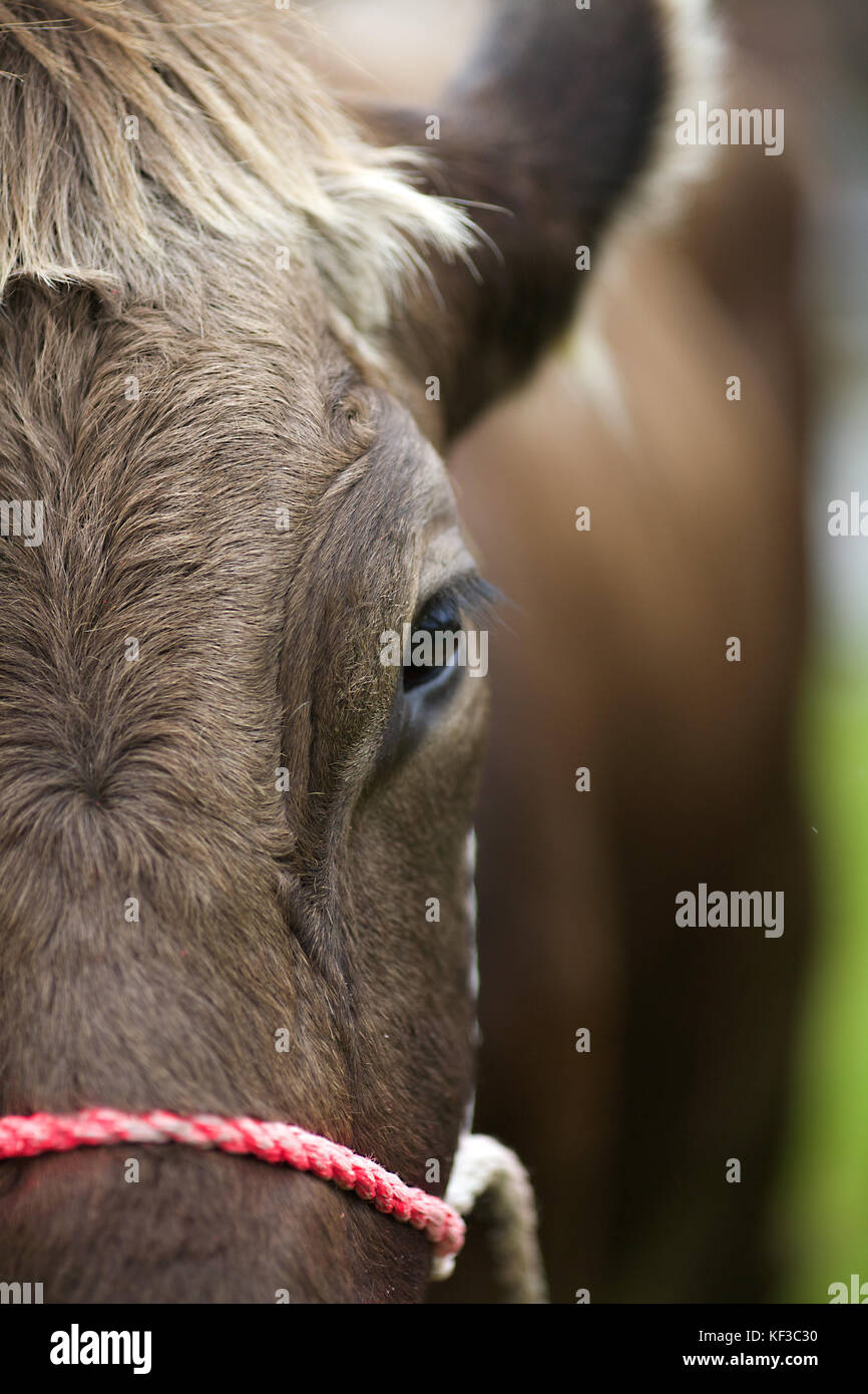 Bovini in Lech, Austria Foto Stock