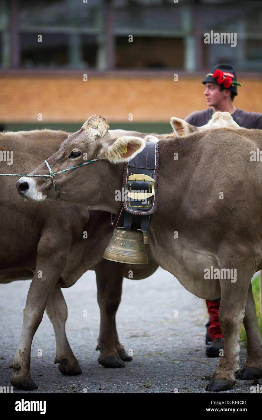 Bovini in Lech, Austria Foto Stock