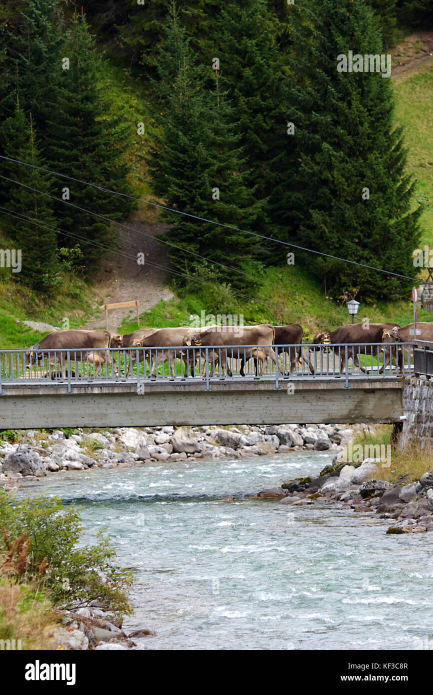 Bovini in Lech, Austria attraversando il fiume Foto Stock