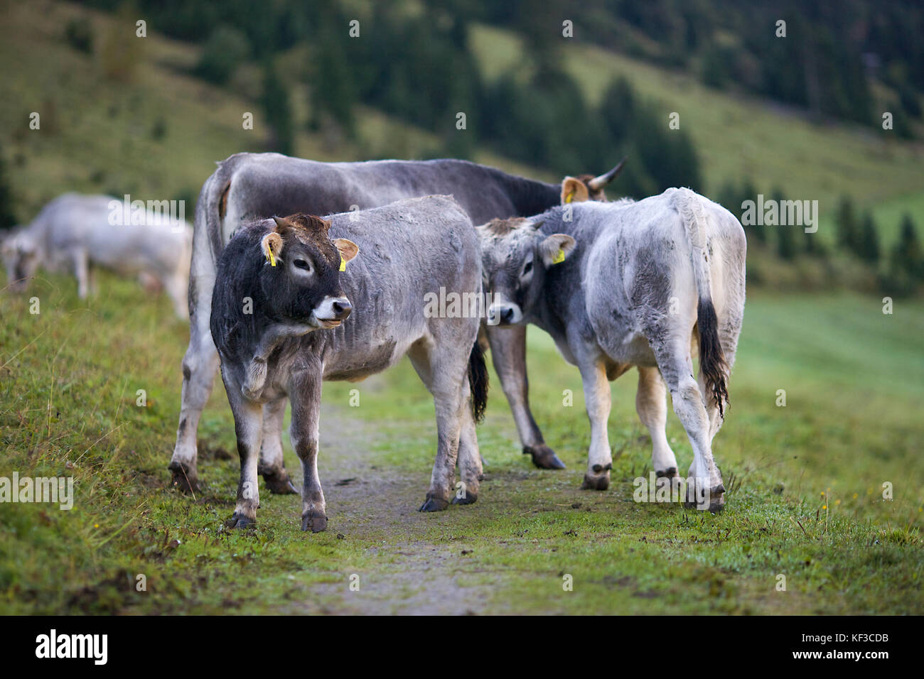 Il bestiame nella Valle del Lech, Austria Foto Stock