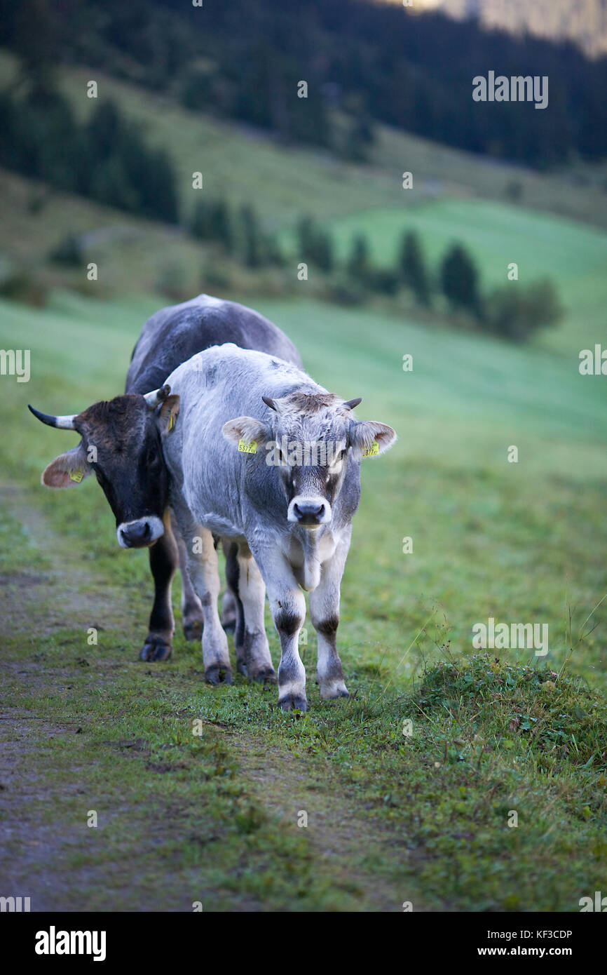 Il bestiame nella Valle del Lech, Austria Foto Stock