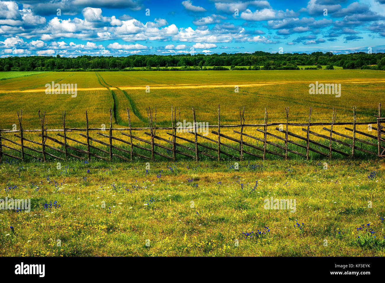 Isola di saarema, Estonia: campi nella parrocchia leisi Foto Stock
